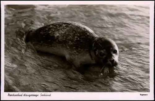 Ansichtskarte Wangerooge Strand Seehund 1956