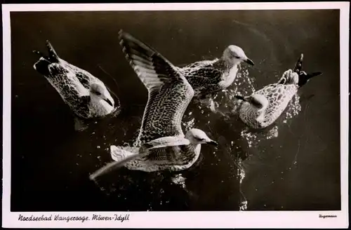 Ansichtskarte Wangerooge Möwen-Idyll 1956