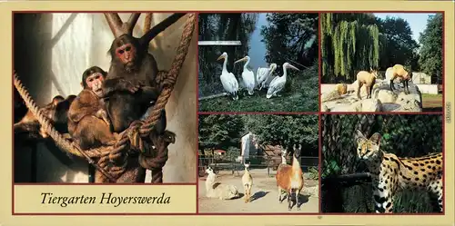 Hoyerswerda Tierpark: Bärenmakaken, Rosapelikane Alpengemsen, Serval 1989