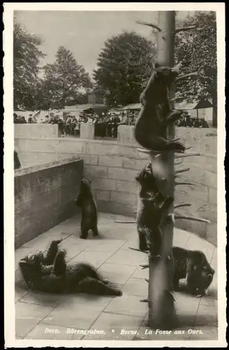 Bern (Schweiz) Berne Bärengraben La Fosse aux Ours; Tiere Bär Bären 1930