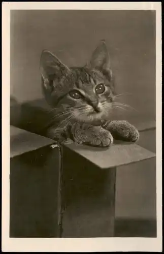 Ansichtskarte  Tiere Katzen (Cat Cats) Kätzchen Foto-AK der DDR 1955
