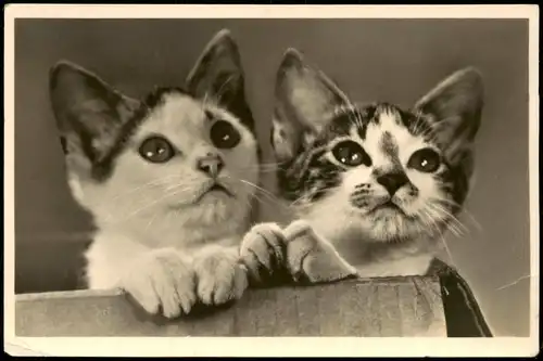 Tiere Katzen (Cat Cats) Kätzchen Foto-AK 1955   unfrankiert NACHGEBÜHR-Stempel