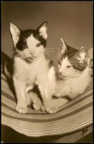 Ansichtskarte  Tiere Katzen (Cat Cats) Kätzchen Fotokarte DDR 1964