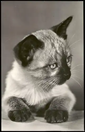 Ansichtskarte  Tiere Katzen (Cat Cats) Fotokarte der DDR 1967
