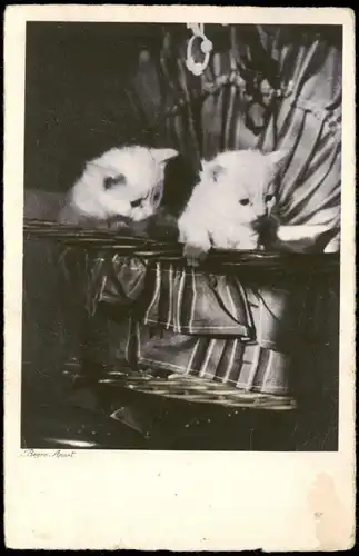 Ansichtskarte  Tiere Katzen (Cat Cats) Kätzchen im Korb 1933