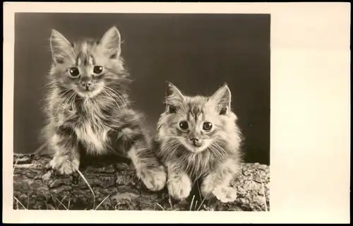 Ansichtskarte  Tiere Katzen (Cat Cats) Kätzchen Foto-AK 1950