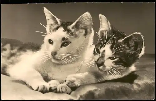 Ansichtskarte  Tiere Katzen (Cat Cats) Katze 2 Kätzchen Foto-AK der DDR 1964