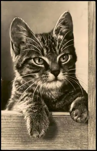 Ansichtskarte  Tiere Katzen (Cat Cats) DDR Foto-AK Katze Kätzchen 1975