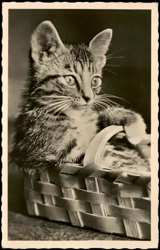Ansichtskarte  Tiere Katzen (Cat Cats) Kätzchen Katze Katzenfoto 1970/1969