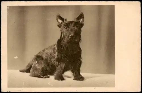 Ansichtskarte  Tiere Hunde (Dogs Dog) Hund Terrierart 1938