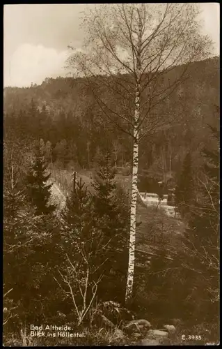 Postcard Bad Altheide Polanica-Zdrój Höllental, Birke 1928