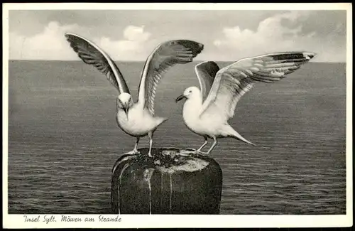Ansichtskarte Sylt Insel Sylt Nordsee Möwen am Strande 1952