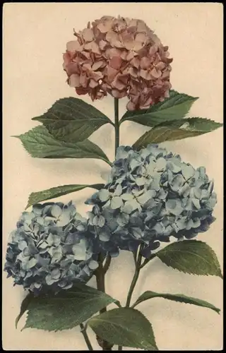 Ansichtskarte  Botanik :: Blumen, Naturfarben - Studie 1917