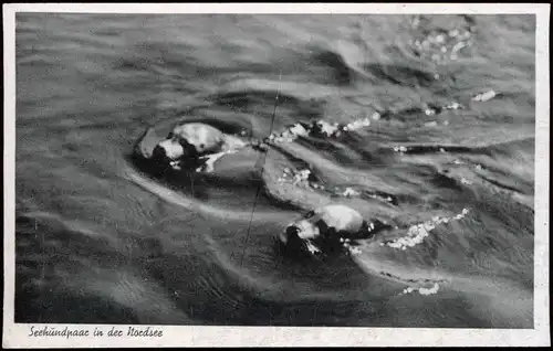 Ansichtskarte  Seehundpaar in der Nordsee Meer Northsea Tiere 1954