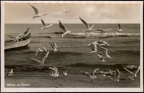 .Mecklenburg-Vorpommern Möwen am Strand Ostsee/ Baltic Sea - Stimmungsbild 1934