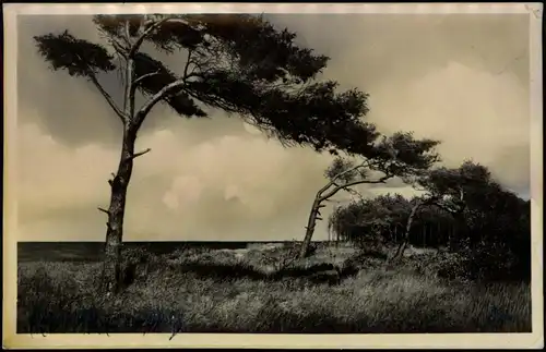 Ansichtskarte Prerow Am Waldesrand 1934