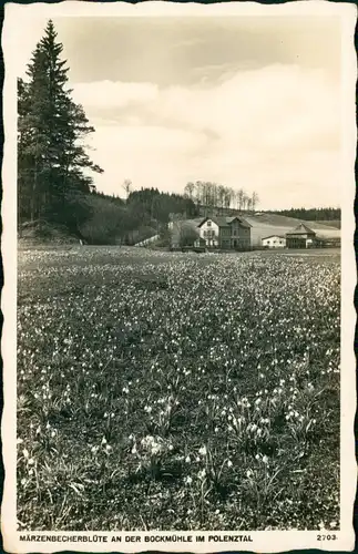 Hohnstein MÄRZENBECHERBLÜTE BOCKMÜHLE IM POLENZTAL Foto Hering 1929