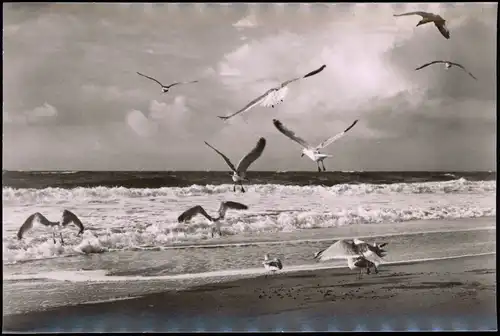 Ansichtskarte Borkum Möwen am Strand 1960