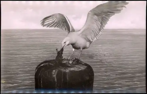 Ansichtskarte St. Peter-Ording Möwe am Strand - Fotokunst 1956
