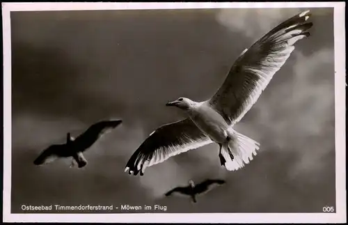 Foto Ansichtskarte Timmendorfer Strand Möwen im Flug 1930
