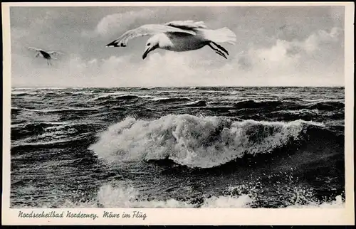 Ansichtskarte Nordseeheilbad Norderney - Möwe im Flug 1930