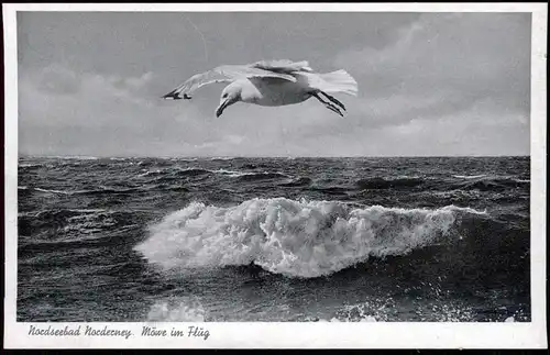 Ansichtskarte Nordseebad Norderney - Möwe im Flug 1930