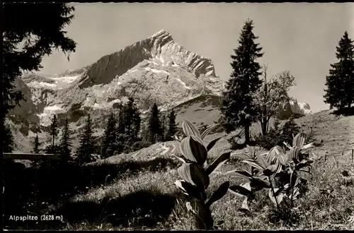 Ansichtskarte Garmisch-Partenkirchen Alpspitze, Vegetation 1959