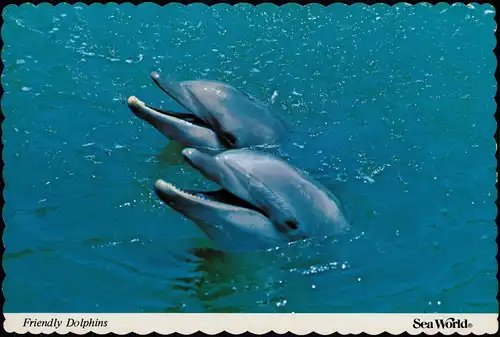 Postcard Orlando Sea World Friendly Dolphins Delphine 1980