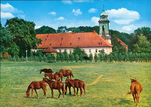 Ansichtskarte Bad Bevensen Kloster Medingen, Pferde auf der Weide 1985