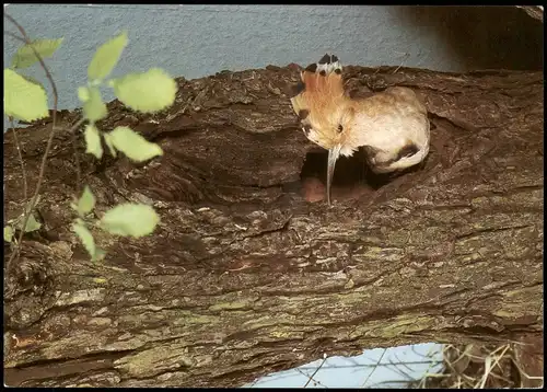 Mitte-Berlin Ausstellung Einheimische Vögel WIEDEHOPF Vogel Museum für Naturkunde 1992