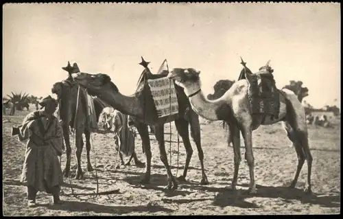 Militär & Propaganda (Frankreich) Wüsten Truppe mit Kamelen Au Sahara 1910