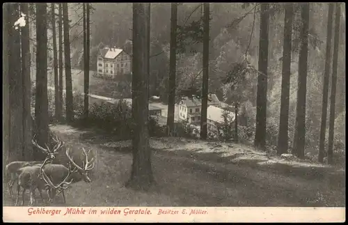 Ansichtskarte Gehlberg Gehlberger Mühle im wilden Geratale. Hirsche 1908