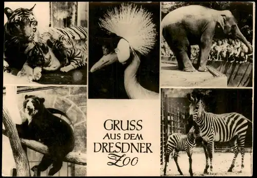 Ansichtskarte Dresden Zoo/Zoologischer Garten Tiere Mehrbild 1958