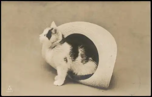 Ansichtskarte  Tiere - Katze Hut Fotokunst 1908