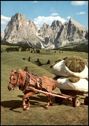 .Trentino-Südtirol Pferde-Gespann Ernte  Alpe di Siusi Seiser Alm Dolomiti 1970