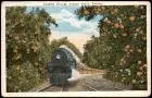 Florida Train (Eisenbahn) Passing through Orange Grove, Florida. 1926