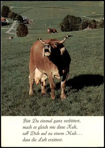 Ansichtskarte  Tiere - Kuh / Kühe Freiland Fotokarte 1992