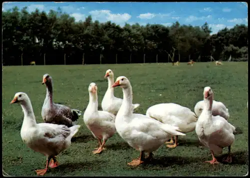 Ansichtskarte  Tiere Enten auf Wiese 1987