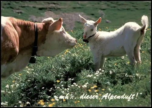 Ansichtskarte  Tier-Foto-AK Kuh mit kleiner Ziege oder Lamm 1990