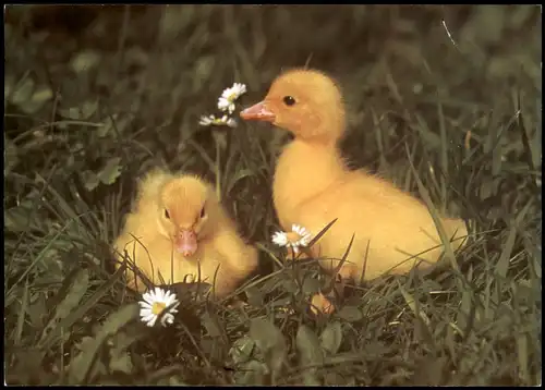 Ansichtskarte  Tiere: Enten Entenküken 1990
