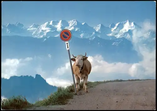 Ansichtskarte  Kuh vor Berg-Panorama in der Schweiz 1979