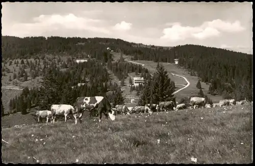 Feldberg (Schwarzwald) Feldberg  Blick a. Grafenmatte 1956  Stempel SCHOPFHEIM