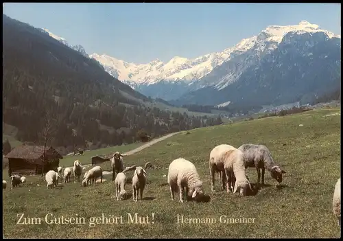 Ansichtskarte  Schafe (Tiere) auf der Weide in den Bergen 1993