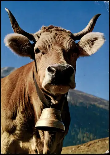 Ansichtskarte  Tiere - Kuh Kühe Kuh mit Glocke um den Hals 2000