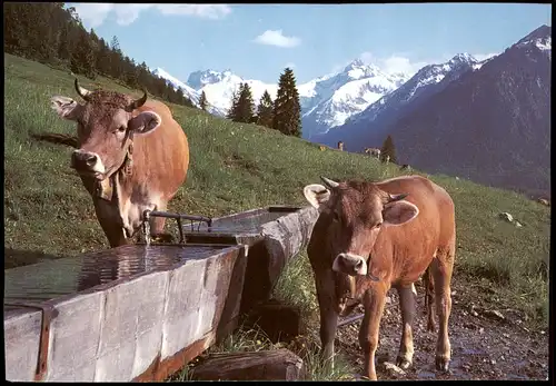 Bergvieh am Kühberg Tiere - Kuh / Kühe / Rinder / Kälber 1993
