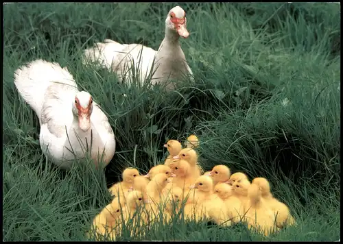 Ansichtskarte  Tiere: Enten mit Jungen Entenfamilie 1994