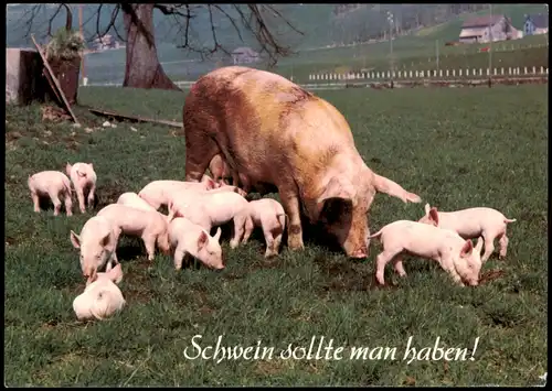 Ansichtskarte  Tiere (Allgemein) Schwein sollte man haben! 1990