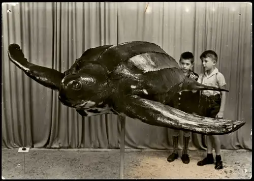 Stralsund Meeresmuseum / Museum für Meereskunde - Lederschildkröte 1977