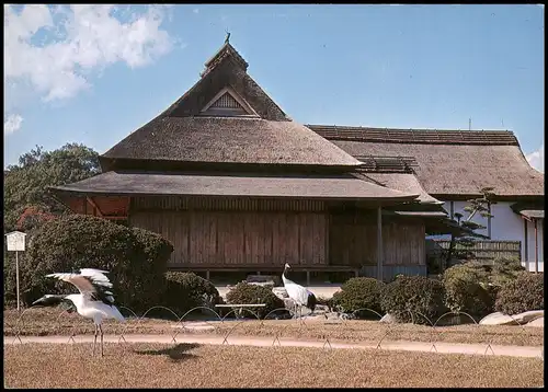 Japan Cranes in the garden, "Korakuen" 後楽園のつる Japan Nippon 日本 1971