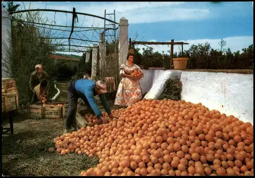 Postales Valencia València Huerto de naranjos. Recolección 1992